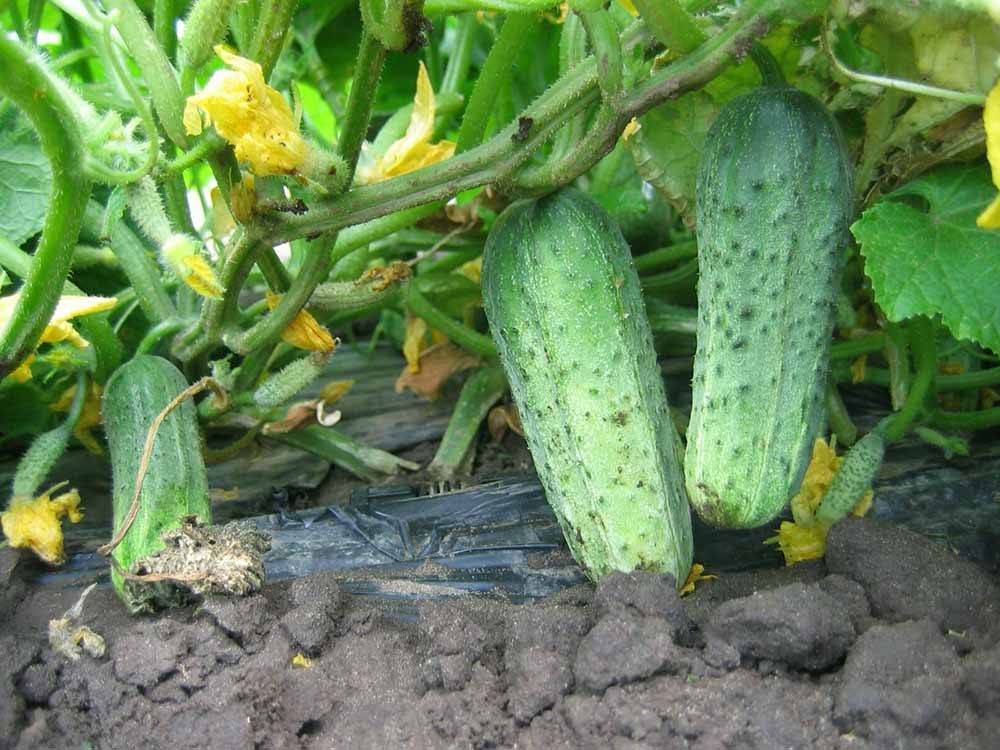 Лучшие сорта огурцов для открытого грунта: описание и фото, урожайные, самоопыляемые