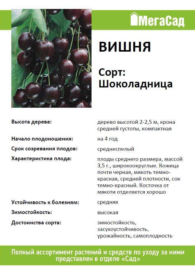 Описание вишни сорта «жуковская»: фото, отзывы