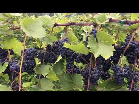 Сорт винограда «марсело»: описание и особенности применения косточек