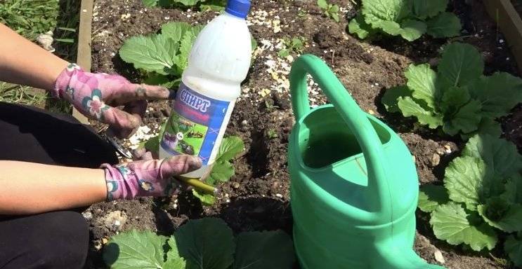 Обработка капусты от вредителей нашатырным спиртом: как разводить и как подкормить