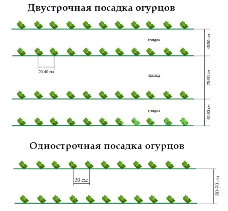 Как сажать огурцы семенами в открытый грунт правильно мае и на каком расстоянии фото