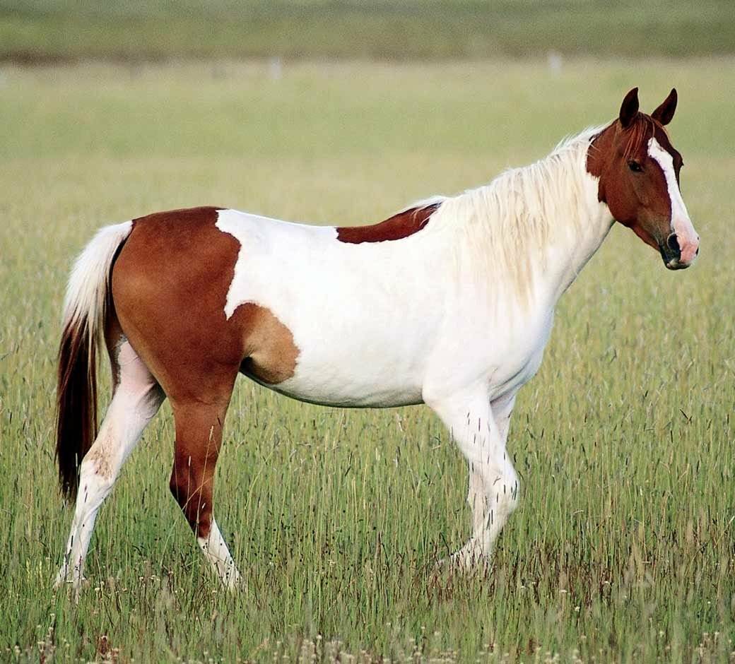 ᐉ липицианская порода лошадей: происхождение, описание, сферы использования - zooon.ru