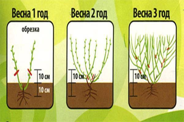 Обрезка голубики весной схема