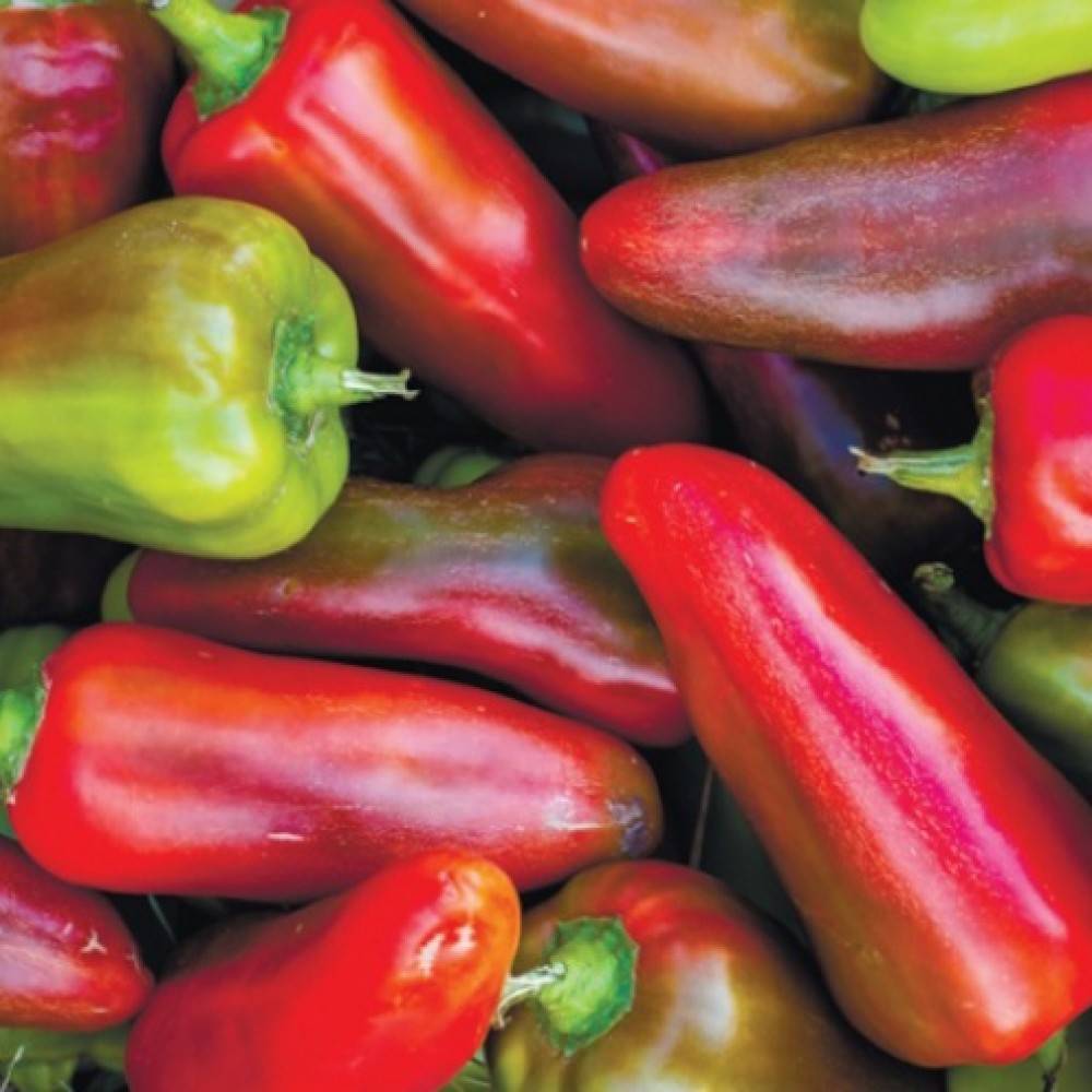 Фиолетовый болгарский перец — обзор лучших сортов, правила выращивания и ухода за культурой с плодами необычного цвета