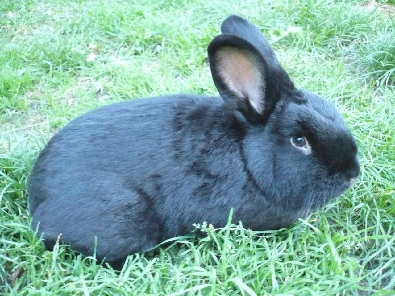 Венский голубой кролик: характеристика и описание породы