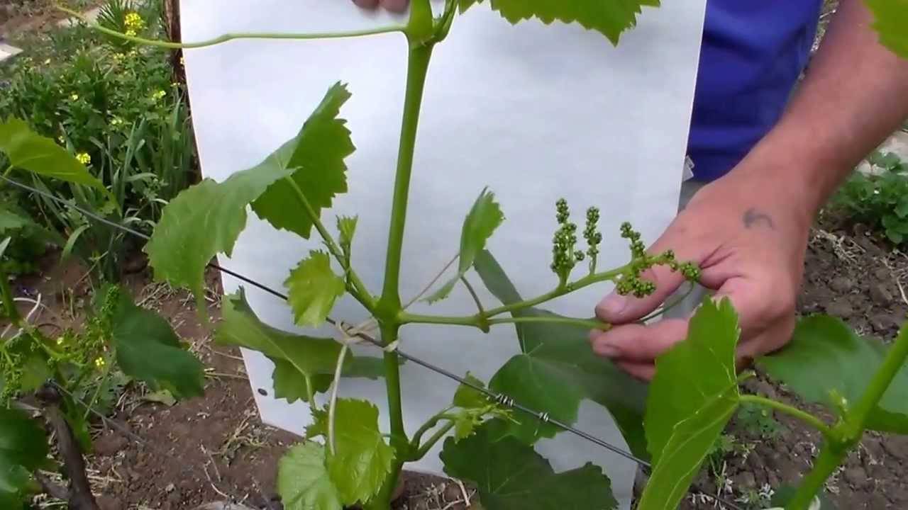 Пасынкование винограда и удаление лишних лоз в схемах