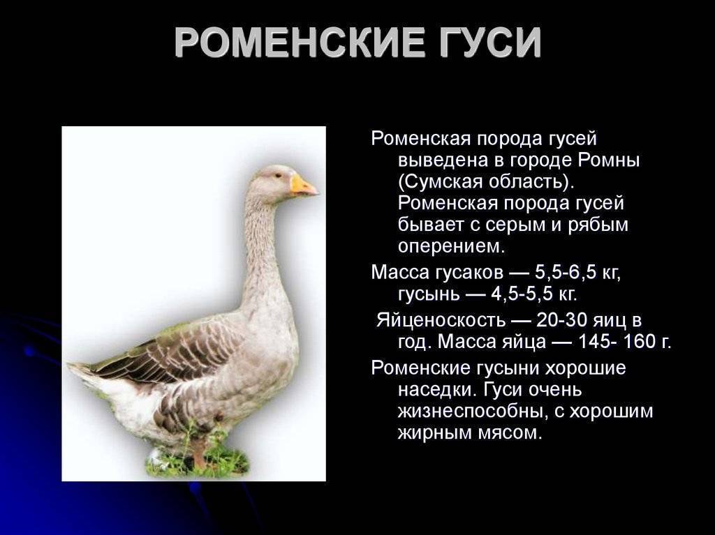 Описание и характеристики серых гусей
