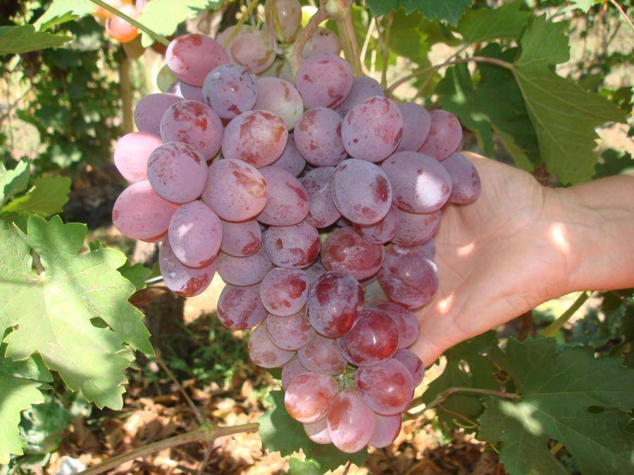 Виноград атаман: описание сорта, его характеристики и особенности