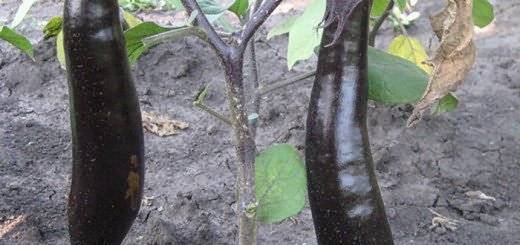 Семена баклажан f1 король севера : описание сорта, фото