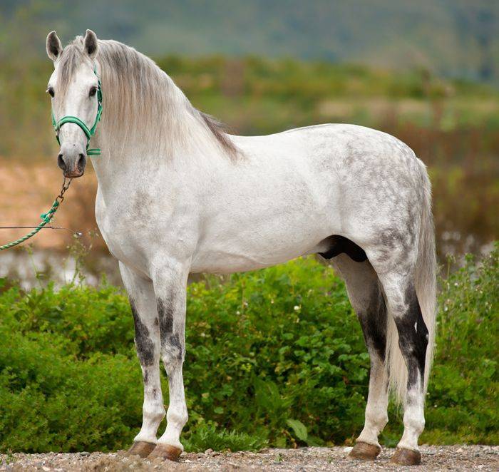 Андалузская лошадь - история породы, фото, интересные факты