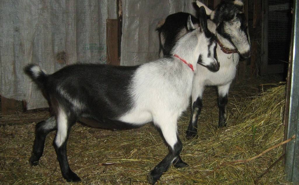 Альпийские козы: описание породы, разведение и уход