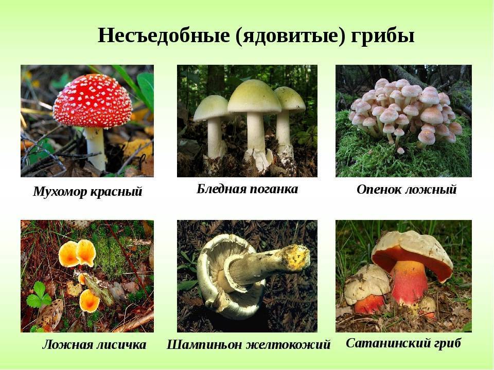 Виды грибов и их названия съедобные и несъедобные фото