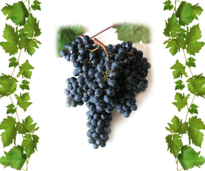 Характеристика винограда красень