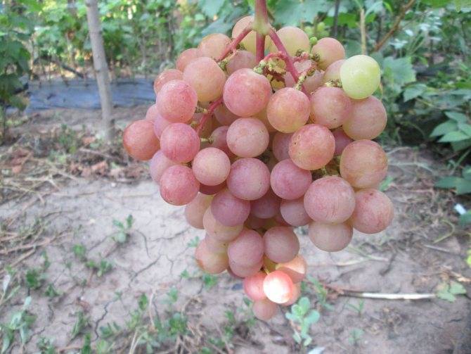 Виноград дарья: характеристика и описание сорта, особенности, посадка и уход