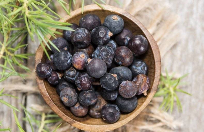 10 главных лечебных свойств ягод можжевельника, противопоказания, отзывы и народные рецепты