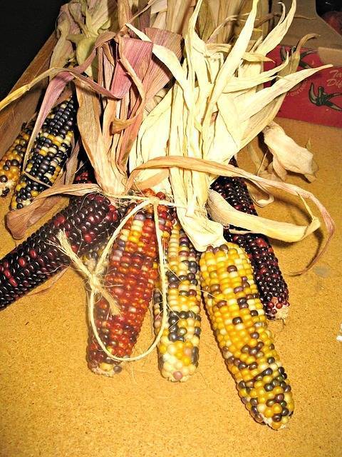 Кукуруза земляничная: посадка и уход, фото, особенности выращивания