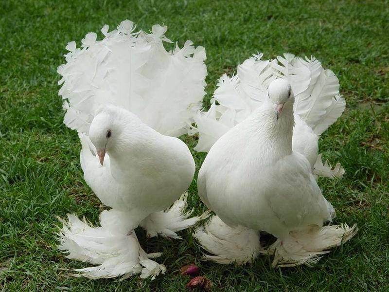 Как разводить голубей павлинов в домашних условиях - агро эксперт