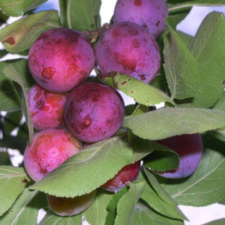 Сливово-вишневый гибрид: описание сорта, фото, отзывы
