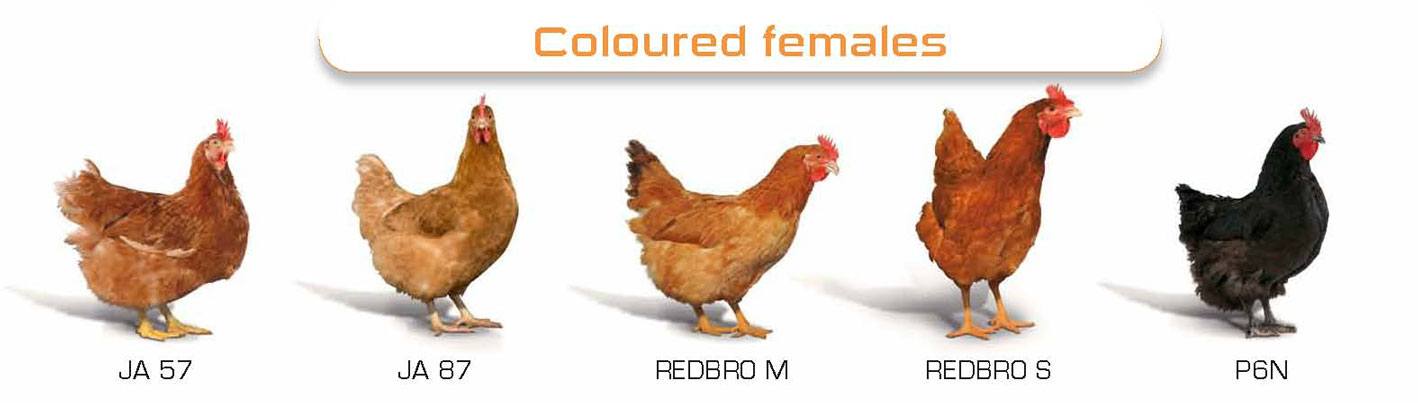 Редбро порода кур: описание и характеристика, выращивание в домашних условиях