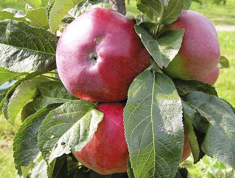 Яблоня осенняя радость: описание, фото, отзывы