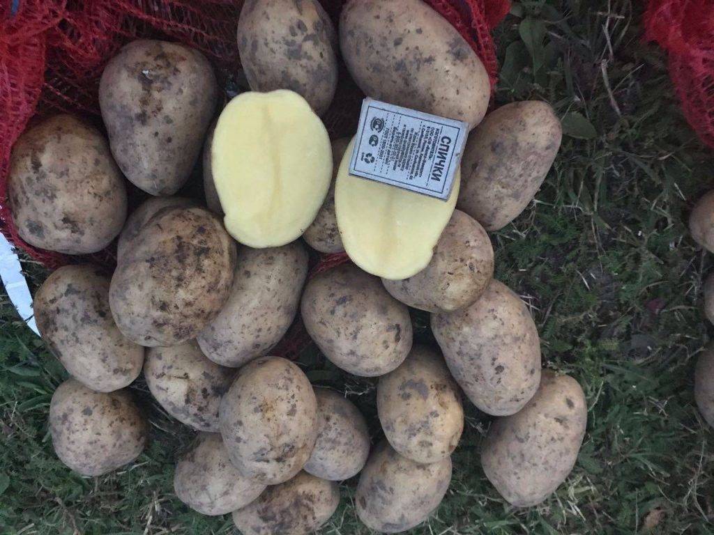 Сорт картофеля джувел