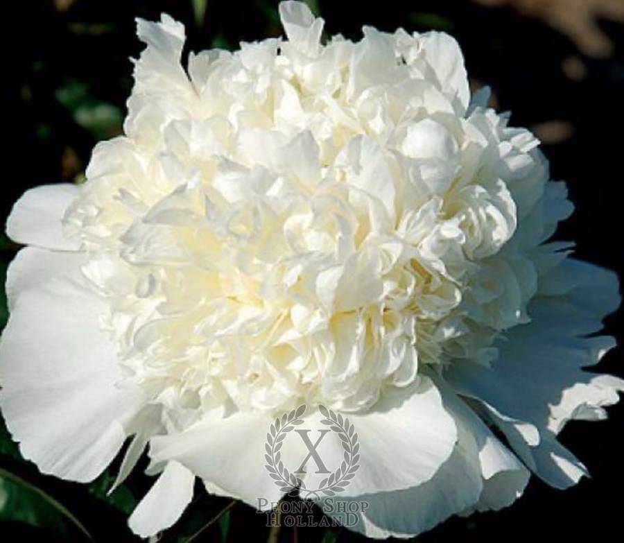 Пион чарльз уайт (charles white): фото и описание, отзывы - садоводство