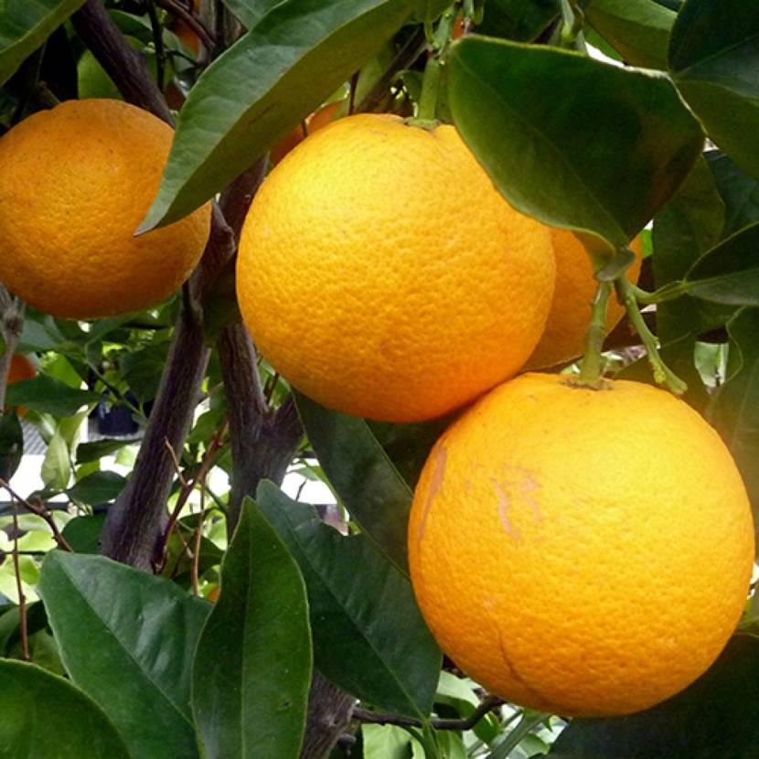 Апельсин: описание, посадка, выращивание в домашних условиях, размножение и уход (фото & видео) +отзывы