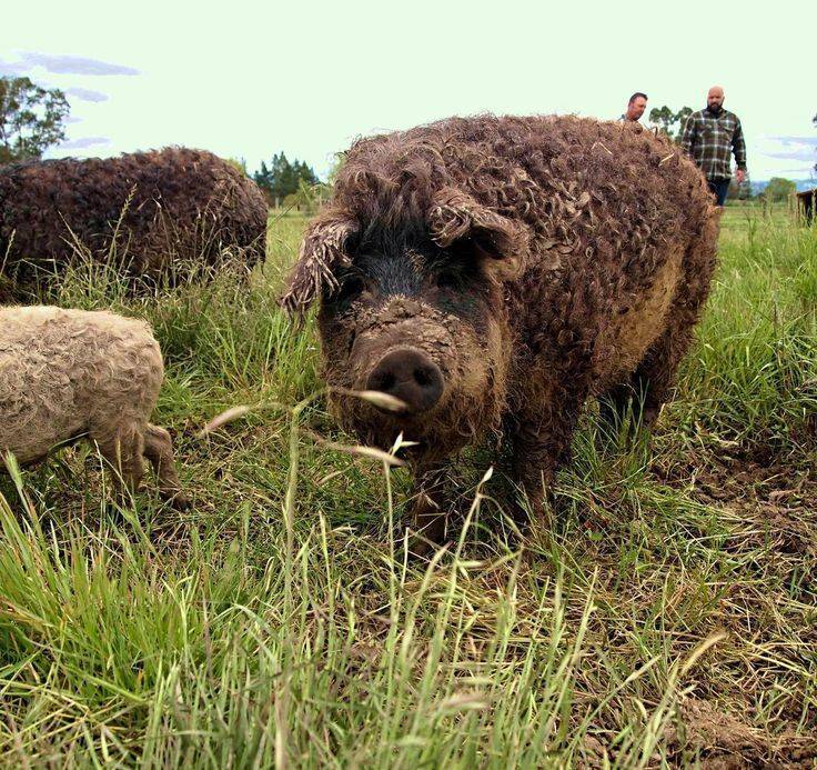 Венгерская порода мангалица: преимущества и недостатки, правила содержания свиней, особенности размножения