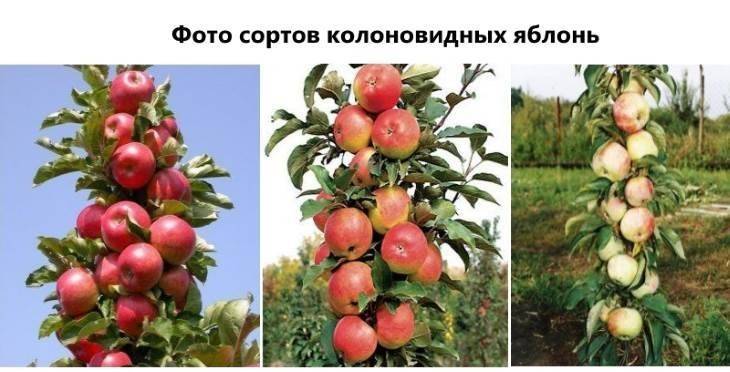 Все о колоновидных яблонях: урожайность, корневая система, срок жизни, нужна ли пара | tele4n.net