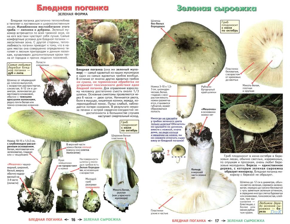 Ядовитые грибы поганки (мухоморы): описание белой и бледной поганок, отличия от съедобных грибов