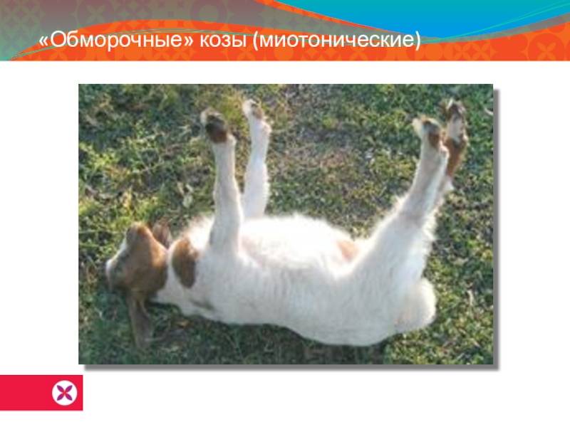 Чего боятся и почему падают в обморок пугливые козы - миотоническая (обморочная) порода, которая при испуге притворяется мертвой - moloko-chr.ru