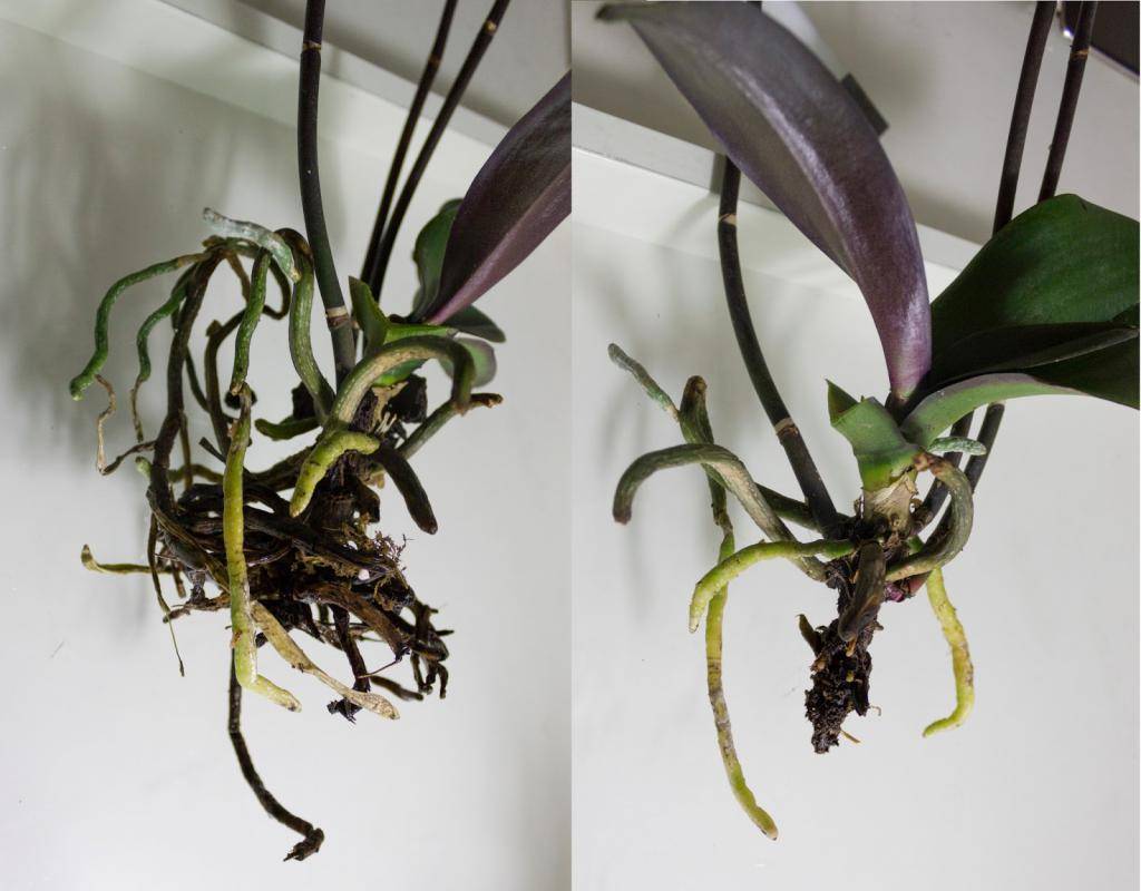 Корни орхидеи гниют, сохнут – что делать?