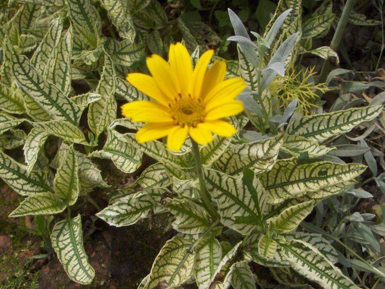 Растение гелиопсис: выращивание из семян в открытом грунте, фото, посадка и уход