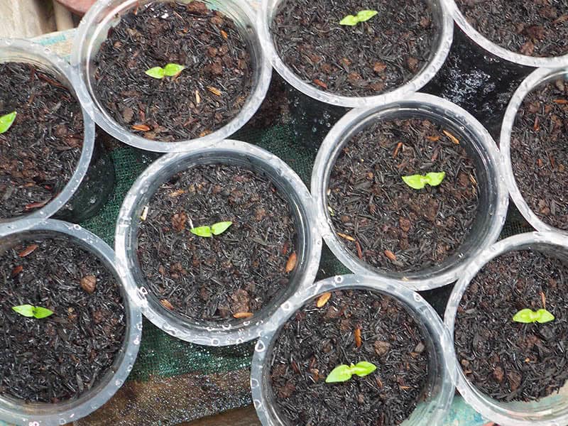 Лучшие способы выращивания кустистой рассады перца дома: советы для апреля 2019 года.
