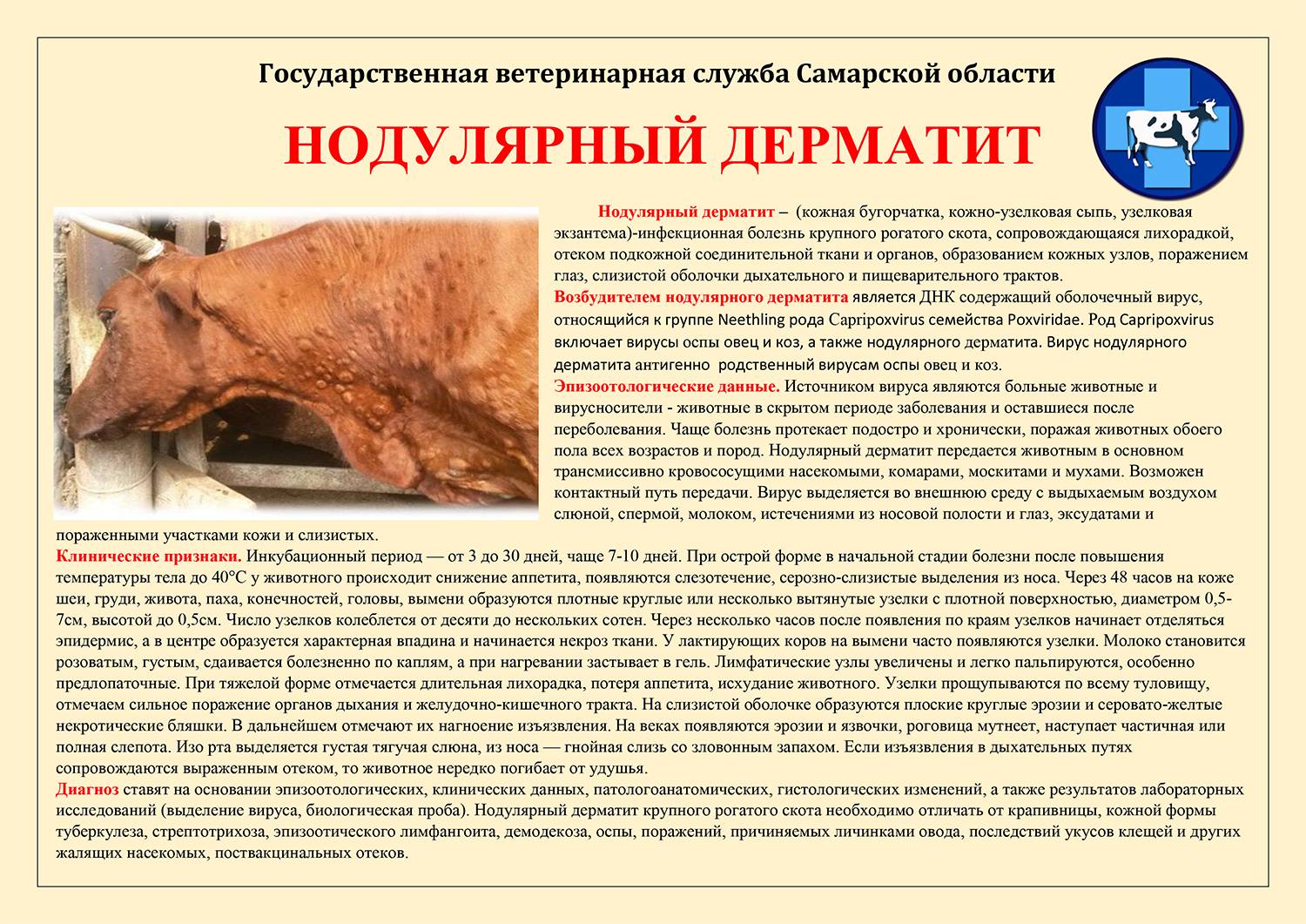 Лечение нодулярного дерматита у крупного рогатого скота