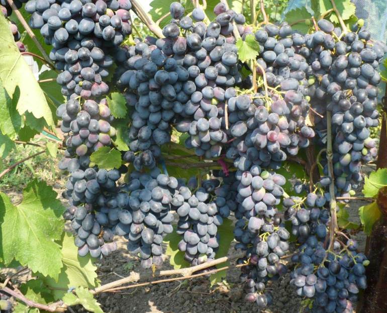 Виноград чарли: описание сорта, фото, отзывы, посадка и выращивание