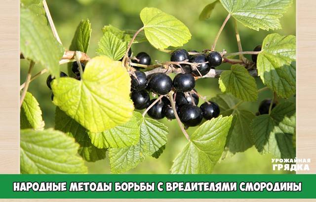 Черная смородина Багира