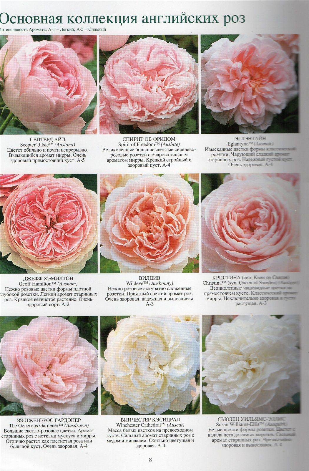 Пионовидные розы: фото, описание сортов. выращивание, уход