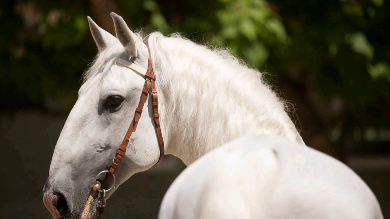 Кладрубская лошадь: история, описание породы, характеристика и фото