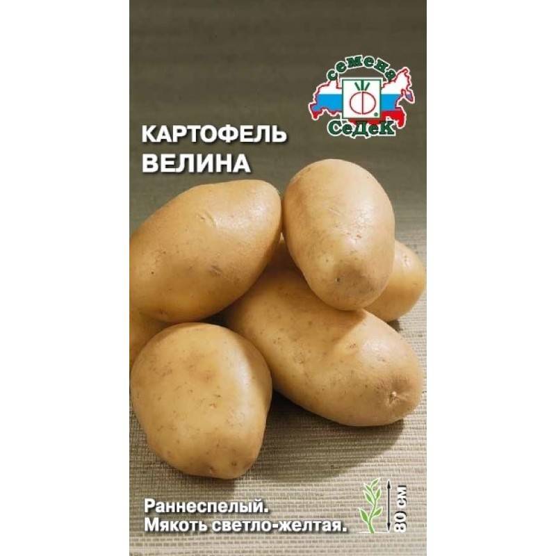 Лучшие ранние сорта картофеля: «орхидея», «леди клер», «ассоль» и другие