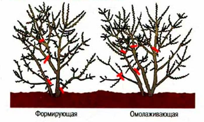 Обрезка облепихи весной