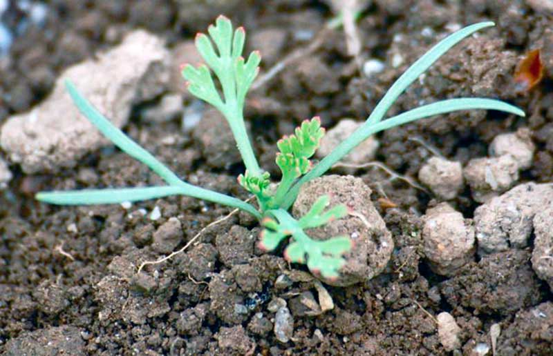 Эшшольция — выращивание из семян и когда сажать на рассаду 2021 года