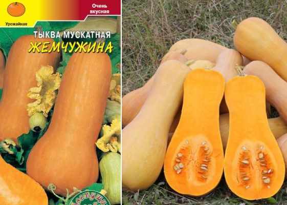 Тыква мускатная: польза и вред, посадка и уход