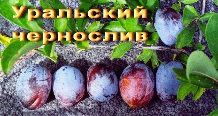Слива уральские зори описание сорта фото отзывы