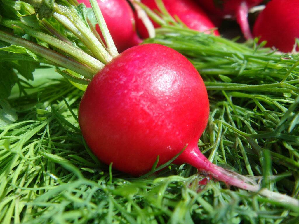 Необычный сорт редиса – арбузный. что это за овощ, как его выращивают и используют в кулинарии?