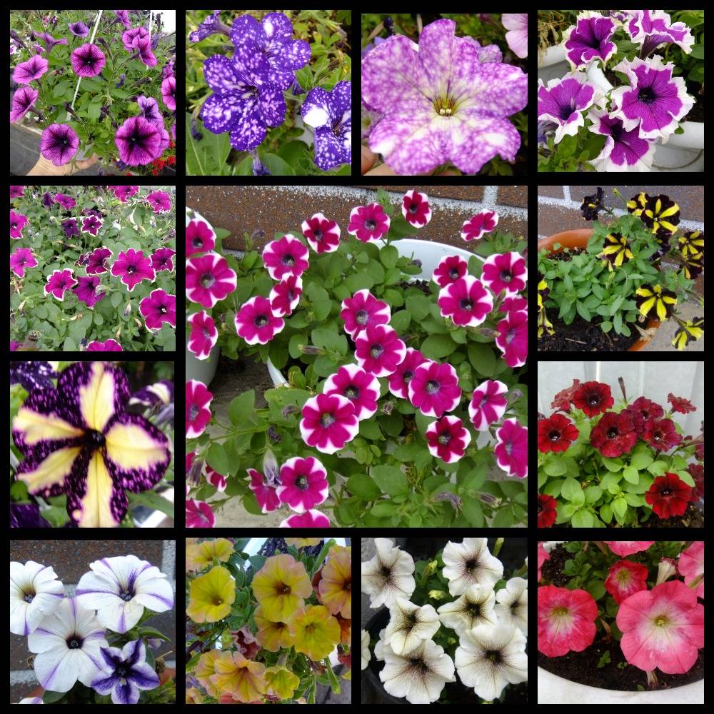 Разновидности и сорта петуний: фото, названия, описание самых красивых цветов для кашпо и сада