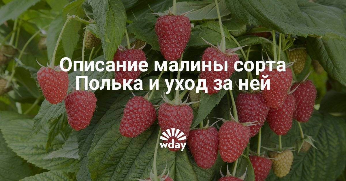 Малина ремонтантная полка описание сорта фото