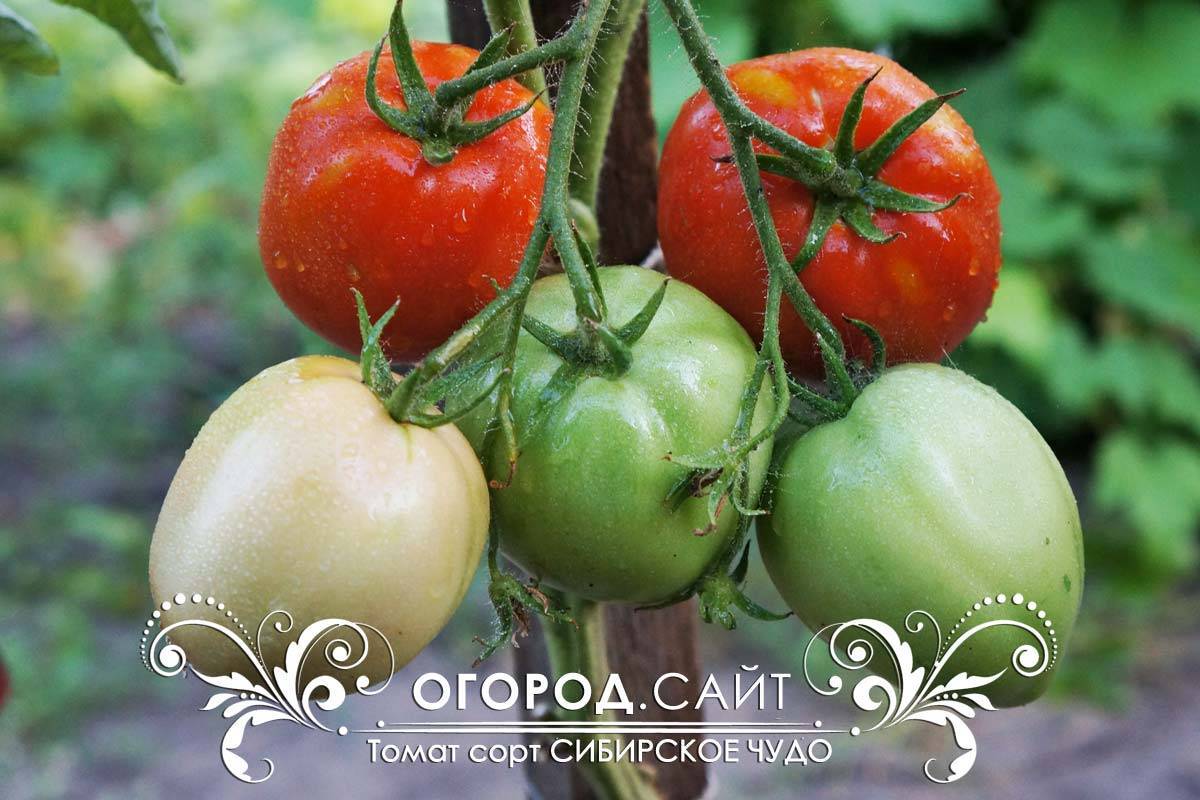 Фото, видео, отзывы, описание, характеристика, урожайность сорта помидора «сибирское чудо».