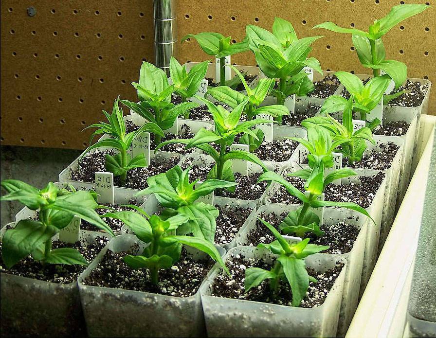 Выращивание цинии из семян в домашних условиях