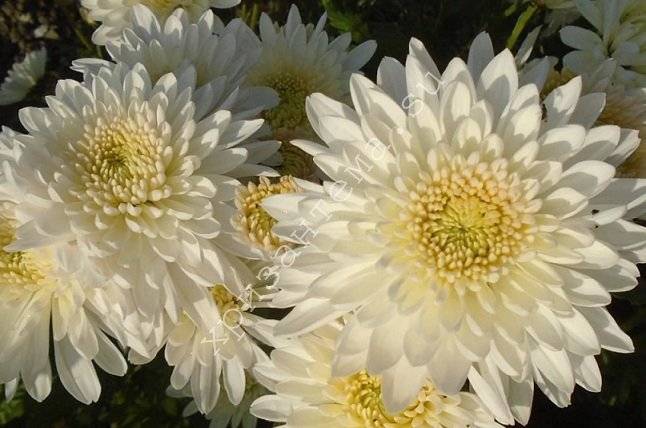 К чему принято дарить хризантемы и какое значение этих цветов?